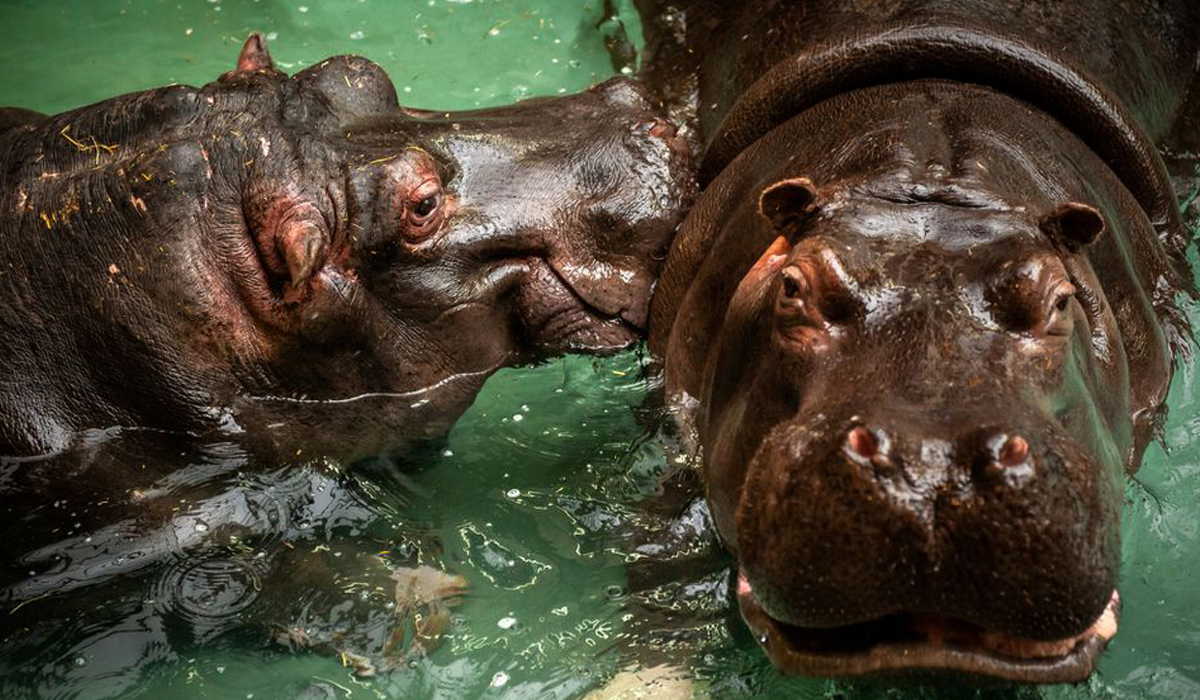 Two hippos in Belgian zoo test positive for COVID-19